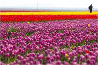 Topraktaki Gökkuşağı