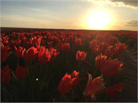 Bu tarlayı binlerce kişi ziyaret ediyor Bir devre adını veren özellikle Doğu kültür ve mitolojilerinde özgün bir yere sahip lale kent merkezlerini tarihi mek nların yanı sıra parkları ve meydanları süslüyor