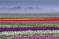 Bu tarlayı binlerce kişi ziyaret ediyor Türkiye İstatistik Kurumu TÜİK verilerine göre geçen yıl Türkiye deki lale üretiminin yüzde 96 8 ini karşılayan Konya da 400 bin metrekarelik alanda geçen yıl 40 milyon lale üretildi bu yıl ise 60 milyona yakın üretim bekleniyor