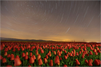 Bu tarlayı binlerce kişi ziyaret ediyor Firmanın üretim müdürü Beyhan Gürses yaptığı açıklamada çiçek açma döneminde tarlada görsel bir şölen yaşandığını söyledi