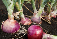 Soğan Antibakteriyel ve antiseptik özellikleri vardır Taze soğan enfeksiyonlara iyi gelir Soğan suyuna 2 3 kaşık bal ekleyerek içerseniz faydasını arttırmış olursunuz Virüs kaynaklı hastalıklara karşı etkilidir