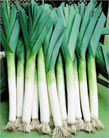 Pırasa Sağlığa faydaları çok yüksek olan pırasa tam bir kalp dostu besin İçerdiği flavonoid ve kamferol sayesinde kan damarlarında meydana gelen hasarları gidermeye yardımcı oluyor Sülfürlü bileşikler sayesinde de özellikle kolon kanseri başta olmak üzere birçok kanser türüne karşı koruyucu etkisi bulunuyor