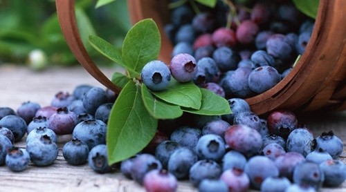 Yaban mersini Yaban mersini stres kırıcılar olarak da bilinen antioksidanlar ve C vitamini bakımından zengindir Antioksidanlar vücudumuzda hareket eden serbest radikalleri toksinler ortadan kaldırmaya yardımcı olur Bu serbest radikaller daha hızlı yaşlanmamıza neden olurlar ve iç organlara zarar verirler