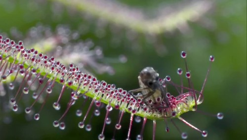 Böcek yiyen Güneş Gülü Drosera Glanduligera isimli bu güzel bitki pek güzel gözüküyor Ta ki onu beslenmeye başlayana kadar Duy argaçlar gelen böceği hemen ortaya doğru kaydırıyor