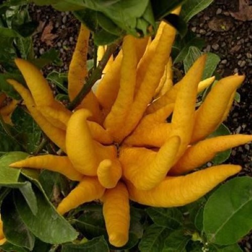 Buddha nın Eli Bu bitkiye isim koyarken nasıl bir Buddha hayal etmişler bilemiyoruz ama Buddha nın elinden çok kötü bir fastfood restoranında birbirine yapışmış patates kızartmalarına benziyor Aslında Çin ve Japonya da güçlü kokusu sebebiyle popüler bir meyve