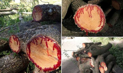 Kanlı Tahta Ağacı Bu ağaç türü ne kadar normal görünse de kesildiği zaman kanadığı için görenleri hayrete düşüyor