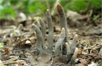 Ölü Adamın Parmakları Plants vs Zombies oyunundaki düşmanlığa son veren rakipler adeta güçlerini birleştirip böyle birşey oluşturmaya karar vermiş