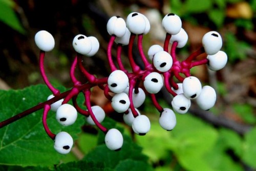 Bebekgözü Bitkisi Doll s Eye Plant Bu bitki bize düşman olan bir uzaylı ırkına ev sahipliği yapan gezegende yetişmiyor Ya da psikopat bir serikatilin kurbanlarının gözlerini çubuklara geçirip hatıra diye sakladığı abuk bir şey de değil Olurda bir yerde denk gelirseniz gözleri yemeğe çalışmayın zehirliymiş