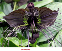 Çinli Siyah Yarasa Çiçeği Chinese Black Batflower Yarasalar gerçekten ürkütücü yaratıklar Her nasılsa bir şekilde doğada yarasaya benzeyen çiçekler de türüyor