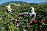 Birçok renk ve çeşitliliğe sahip gül bitkisi Türkiye nin tarımını yaptığı önemli bir ürünü olan Isparta gülü gıda ilaç ve kozmetik sanayinde çokça kullanılmasının yanı sıra süslemede de kullanılır