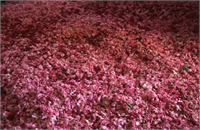 Isparta gülü pembe yağ gülü yağ gülü sakız gülü ve şam gülü adlarıyla da bilinen pembe renkli yarım katmerli ve kuvvetli kokulu çok yıllık dikenli ve kısa dayanımlı olmasıyla tanınır