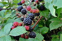 Ahududu Hem kırmızı hem mavi siyah renklerde olabilen ahududu tam bir besin yıldızıdır Bir tabak ahududu yenmesi halinde üç günlük lif ihtiyacı karşılanmaktadır Bunun dışında antioksidan kapasitesi olarak en güçlü gıdalardan biri olarak göze çarpmaktadır