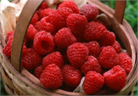 Ahududu Çok nadir bir dönemde tazesini yakalayabildiğimiz ahududuyu taze veya dondurulmuş olarak tüketebilirsiniz