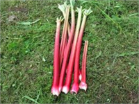 Anadolu da yayla muzu olarak bilinen ışgın yüksek yerlerde yetişen şifa dolu bir sebzedir Işgının mucizelerini biliyor musunuz