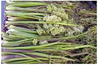 Kuzugiller familyasından olan ışgın çiğ zeytinyağlı yumurtalı olarak yenilebiliyor Reçelini yapanlar da bulunuyor Yüksek oranda C vitamini içermekle beraber hazmı kolaylaştırır ve mideyi rahatlatır