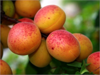 Kayısı Mersin de kimi örtü altı üreticileri domatese alternatif olarak seralarında köklü bir değişiklik yaptı Seralarına sarı altın olarak bilinen kayısı dikimi yapan üreticiler gelen talepten şuan için memnun görünüyor Tarlada yetişene oranla serada daha çabuk olgunlaşan erkenci kayısı sezon başında kilosu 25 30 lira gibi yüksek rakamlardan alıcı buluyor