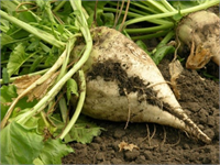 Şekerpancarı Bursa nın Karacabey ilçesinde domates üretimi yapan üreticiler geçen yıl görülen pas ve mildiyö hastalıkları sonucu pazarda umduklarını bulamadı Susurluk Şeker Fabrikası nın tekrar açılması ve domateste yaşanan sıkıntılar nedeniyle üreticiler şekerpancarına yöneliyor Bölgenin tarımsal gelirlerinde önemli bir yeri olan ünlü Karacabey domatesi tahtını şekerpancarına bırakmaya başladı