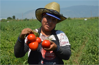 AG Tohum ürünü olan tarla domatesi Behram F1