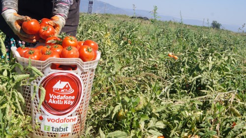 Koçarlı Belediyesi personeliyle birlikte gerçekleşen hasadın ilk bölümünde