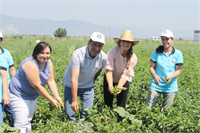 Sabahın ilk saatleriyle Koçarlı Belediyesi personeli Vodafone Akıllı Köy de gerçekleşecek olan hasada katıldı