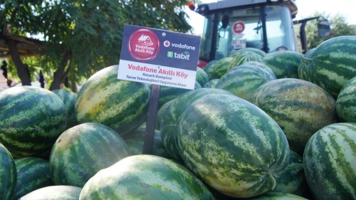 Römorka doldurulan karpuzlar tüketici ile buluşmak içn hazır
