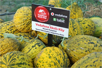 ve Zor Bey EZ9016 kavun ürünleri toplandı