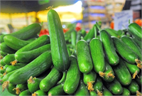 Salatalık Salatalığın iyisi kısa kalem gibi dümdüzdür sapı yeşil olan tazedir Salatalığın boyu büyüdükçe içi yumuşar ve tatsızlaşır