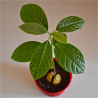 Kökleri kırmadan toprak dolu bir saksıya dikin ve artık düzenli olarak sulamaya başlayın