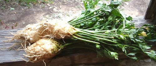 Birkaç hafta içerisinde toprağa ekilmek için hazır olduğunu göreceksiniz Sonrası daha bir keyifli Artık kendi yetiştirdiğiniz kerevizleri yiyeceksiniz