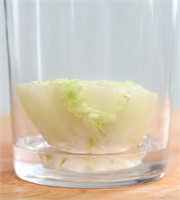 Marul Boşuna denilmiyor kökü de faydalıdır diye Marulun dip kısmını sakın atmayın Kereviz için kullandığınız yöntemi marul için de uygulayın