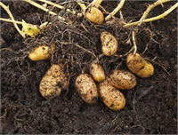 Kesik patates parçalarını iki gün boyunca bekleterek kurumalarını ve katılaşmalarını sağlamalısınız Sonrasında ise 15 cm derinliğindeki toprağa gömerek büyümelerini izleyebilirsiniz