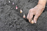 Sarımsak Bir diş sarımsak ile bütün bir bitki elde edebilirsiniz İlk önce bir diş sarımsağı kökü altta kalacak şekilde toprağa gömün
