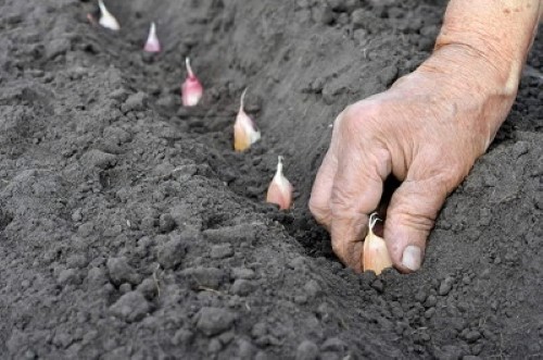 Sarımsak Bir diş sarımsak ile bütün bir bitki elde edebilirsiniz İlk önce bir diş sarımsağı kökü altta kalacak şekilde toprağa gömün