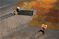 Kayısı Öncelikle kayısıları iyice yıkayıp teras veya balkonda temiz çarşaf üzerinde kurutulmalıdır Kayısılar üst üste gelmeyecek şekilde dizilmelidir Kurutma süresi kayısılar için önemlidir Maksimum 3 günde kayısıları kurutmak gerekir