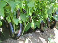 Patlıcan Patlıcan kurutmak için patlıcanı ortadan kesip içini oymalısınız Patlıcanları oyduktan sonra ipe dizerek çok güneş alan hafif rüzgarlı yerde kurutulmalıdır