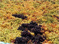 Çekirdekli veya çekirdeksiz beyaz üzümlerde bandırma yöntemi ile kurutulur Amaç üzüm tanesi üzerindeki mumsu pus tabakasının uzaklaştırılıp ve bir miktar çatlama sağlayarak tanenin su kaybını hızlandırmak suretiyle kurumanın çabuklaştırılması ve iyi bir renk elde edilmesidir