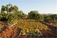 Üzüm Doğal kurutma yöntemi genellikle siyah renkli çekirdekli üzüm çeşitlerinde kullanılmaktadır Hasadı yapılan ürünler bağlarda bol güneş gören yerlere toprak zemine serilir Salkım üzümler ipe dizilerek gölgede kurutulmaktadır