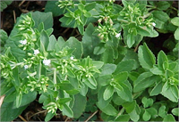 Yapay tatlandırıcıların kullanıldığı diyetlerde yapay tatlandırıcıların yerine kullanılabilmektedir Yapılan birçok araştırma neticesinde her hangi bir yan etkisine rastlanmamıştır