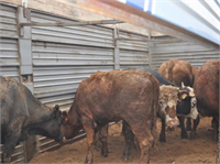 Hayvanın çok zayıf olması çeşitli hastalıklara maruz kaldığının yetiştirilirken hayvan refahına dikkat edilmediğinin belirtisi olabilir