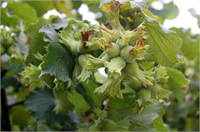 Fındıkları Hasat Etme Zamanı