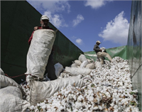 Elle pamuk hasadında naylon çuvalların kullanılması sonucunda çuval parçaları kütlü içine karışmaktadır