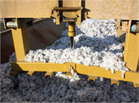 Hasat ve hasat sonrası işlemleri iyi organize edilmeli çırçırlama işlemleri yeterli temizleme operasyonu sağlayacak ünitelerle donatılmış tesislerde yapılmalıdır