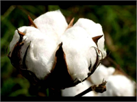 Pamuk hasadı kozaların en az 60 ı açtığında başlanılmalıdır