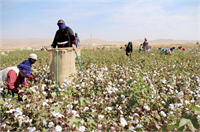 Ülkemizde pamuk hasadının tamamına yakını elle gerçekleştirilmektedir