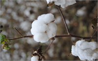 Pamuk hasadında dikkat edilecek en önemli konu pamuğun yaş ve çepelli toplanmamasıdır