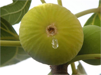 İncirin ince kabuklu ve dolgun olması incirin kurutulmasında daha elverişli olmaktadır