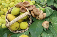 İncir hasat edileceği zaman hasır sepetler kullanılmalıdır Toplanan incirler zarar görmemesi için toprak üzerinde bırakılmamalı ve ezilmemelidir