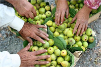Toplanan incirler yıkanarak güneş alan temiz bir yüzeye serilmelidir Yüzeyin gözenekli veya ızgara şeklinde olması incirlerin daha iyi havalanmasını sağlar