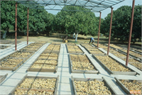 İncir diplerinde böceklerin gezmesini engellemek için plastik veya tahta kerevetlerin kullanılması gerekir