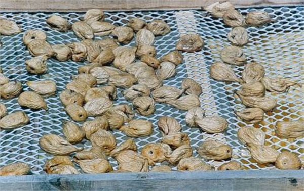 İncirde oluşabilecek küflenme tehlikesine karşı incirlerin metal yüzeylerde kurutulmaması gerekir İncirler kurutulmaya başlandıktan sonra mutlaka sabahları kontrol edilmelidir Kuruyan incirler alınıp kurumayanlar çevrilmelidir Kuruduğu halde alınmayan incirler mantar enfeksiyonları ve aflatoksin oluşma riskini arttırır